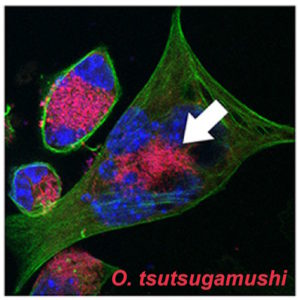 Orientia tsutsugamushi-infizierte Fibroblasten. Rot: Orientia tsutsugamushi,16S-FISH; grün: Aktin-Zytoskelett. © American Society for Microbiology